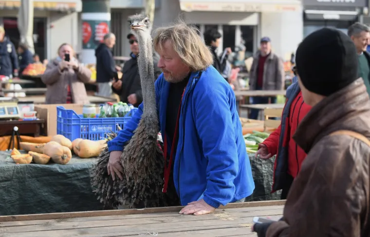 Jo&scaron; samo jedan običan dan u Zagrebu: Centrom grada &scaron;etao svog ljubimca - noja Francelja