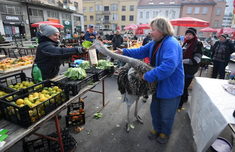 Jo&scaron; samo jedan običan dan u Zagrebu: Centrom grada &scaron;etao svog ljubimca - noja Francelja