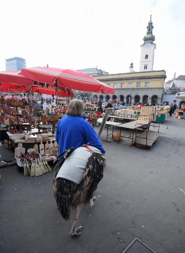 Jo&scaron; samo jedan običan dan u Zagrebu: Centrom grada &scaron;etao svog ljubimca - noja Francelja