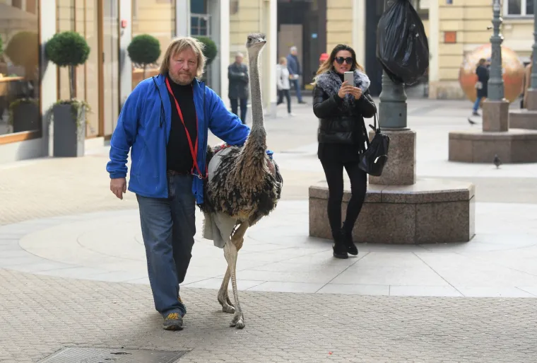 Jo&scaron; samo jedan običan dan u Zagrebu: Centrom grada &scaron;etao svog ljubimca - noja Francelja