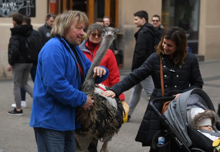 Jo&scaron; samo jedan običan dan u Zagrebu: Centrom grada &scaron;etao svog ljubimca - noja Francelja