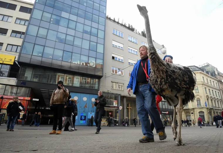 Jo&scaron; samo jedan običan dan u Zagrebu: Centrom grada &scaron;etao svog ljubimca - noja Francelja