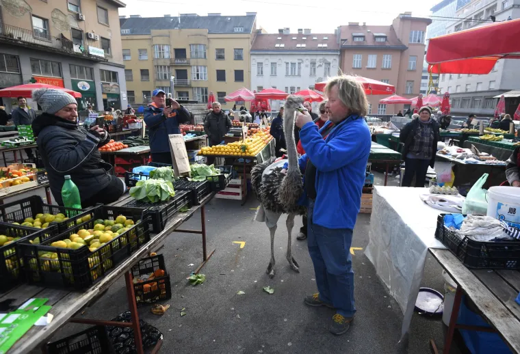 Jo&scaron; samo jedan običan dan u Zagrebu: Centrom grada &scaron;etao svog ljubimca - noja Francelja