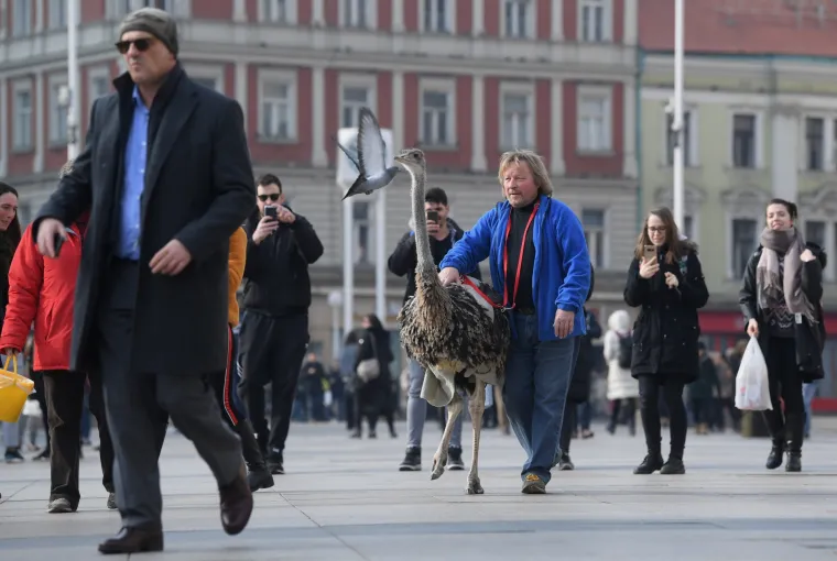 Noj Francelj pro&scaron;etao zagrebačkom &scaron;picom jer njegovom gazdi treba novac za prehranu svih životinja koje imaju