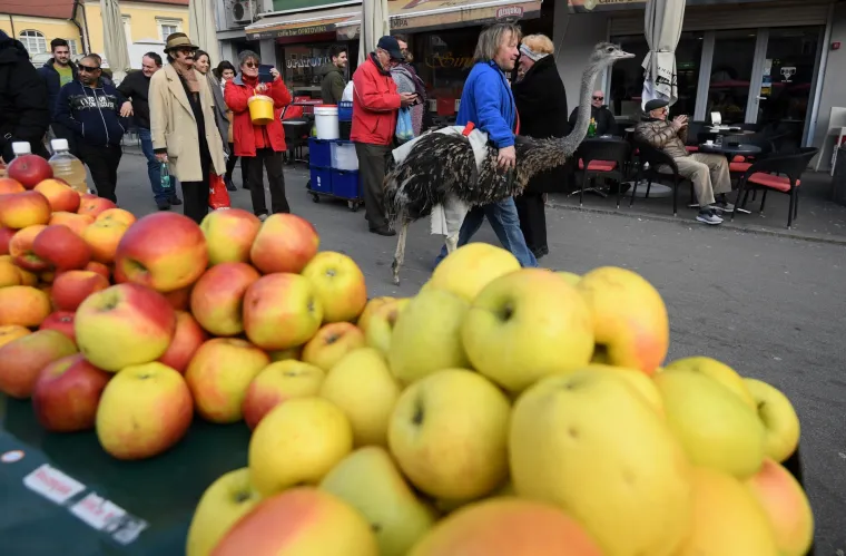 Noj Francelj pro&scaron;etao zagrebačkom &scaron;picom jer njegovom gazdi treba novac za prehranu svih životinja koje imaju