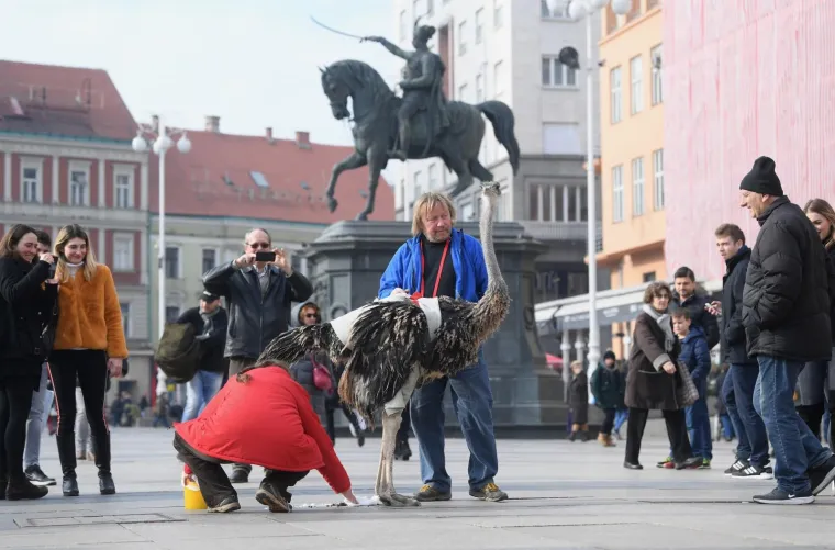 Glavna atrakcija u središtu Zagreba danas je bio noj Francelj iz Ljubljane koji ima dozvolu za šetnju gradom uz pratnju vlasnika koji ga vodi na uzici. Janez i Simona Cetin imaju ideju kako bi noja Francelja starog pet mjeseci civilizirali te naučili na ljude i da ga djeca mogu jahati, jer im treba novac za prehranu svih životinja koje drže kod kuće. Hrana za njihove ljubimce mjesečno ih košta  1500 eura. (PIXSELL)