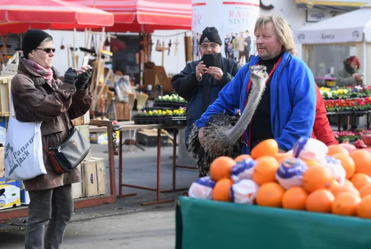 Zagrebačkom špicom danas je prošetao i noj Francelj