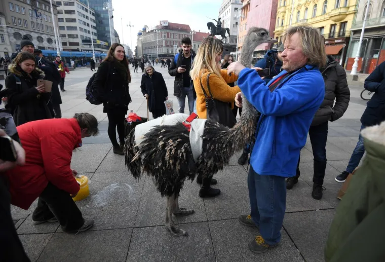 Zagrebačkom špicom danas je prošetao i noj Francelj