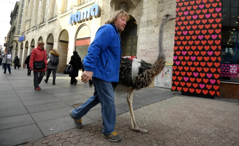 Zagrebačkom špicom danas je prošetao i noj Francelj