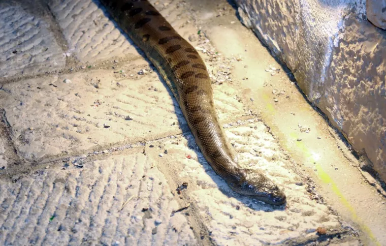 PRIJATELJI U VODICAMA PRONAŠLI OGROMNU ZELENU ANAKONDU: Ležala je mrtva na dnu mora