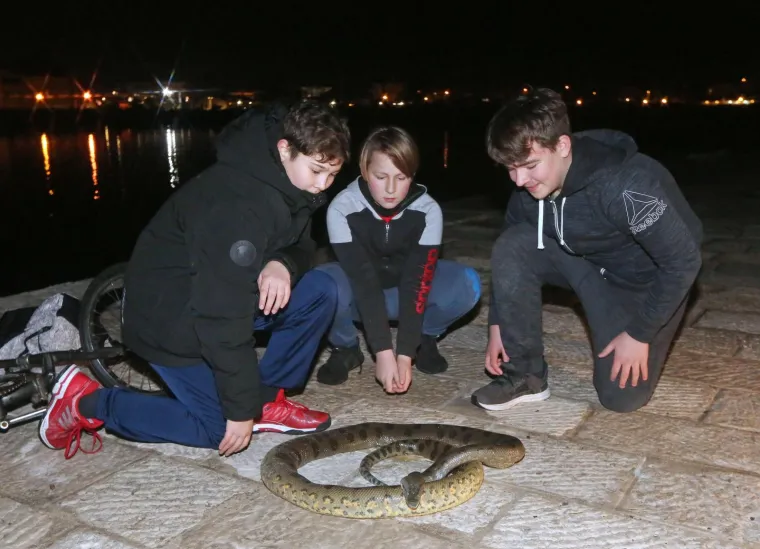 Jezivi 'ulov' petorice dječaka iz Vodica: Iz mora izvadili anakondu od 2,5 metra!