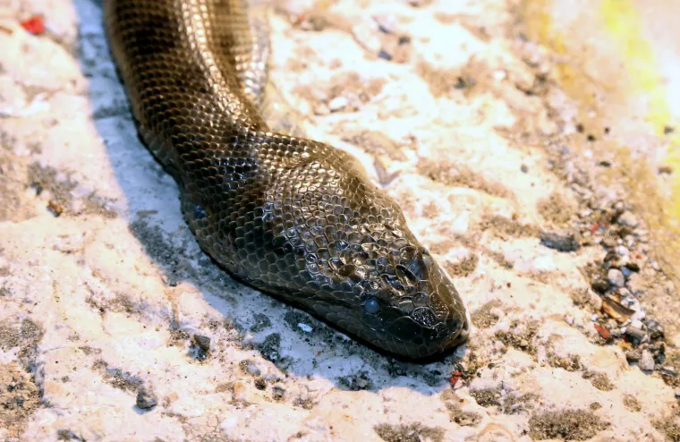 Jezivi 'ulov' petorice dječaka iz Vodica: Iz mora izvadili anakondu od 2,5 metra!