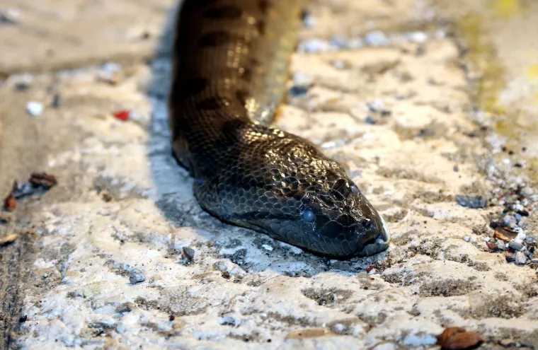 Jezivi 'ulov' petorice dječaka iz Vodica: Iz mora izvadili anakondu od 2,5 metra!