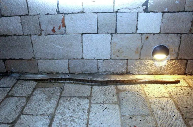 Jezivi 'ulov' petorice dječaka iz Vodica: Iz mora izvadili anakondu od 2,5 metra!