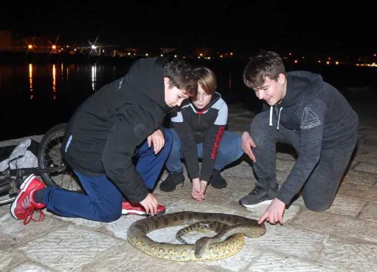 Jezivi 'ulov' petorice dječaka iz Vodica: Iz mora izvadili anakondu od 2,5 metra!