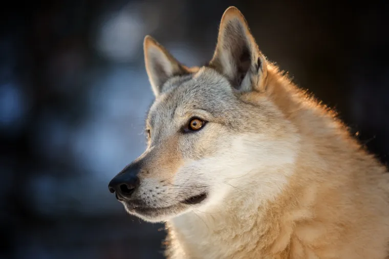 Čehoslovački vučji pas, pasmina nastala križanjem vuka u i njemačkog ovčara. 
Kako bi stvorila super psa za čuvanje granice, dovoljno o&scaron;trog, izdržljivog i otpornog na različite vremenske uvjete tada&scaron;nja čehoslovačka vojska 50-ih godina 20. stoljeća krenula je sa stvaranjem nove pasmine psa, danas poznate pod nazivom čehoslovački vučji pas. 
Prvo leglo psa nastalog križanjem karpatske vučice i njemačkog ovčara nastalo je 1958. godine, a ocem pasmine smatra se Karel Hartl. Vojska ih je koristila do sredine 60-ih kada odustaje od projekta. 
Za opstanak pasmine zaslužni su civilni kinolozi koji su odlučili nastaviti tamo gdje je vojska stala. S tom razlikom da su za razliku od vojske kojoj je bio važan karakter, vi&scaron;e pažnje posvetili standardizaciji izgleda. 
Čehoslovački vučji pas od svih postojećih pasmina pasa, uz &scaron;arlo&scaron;kog vučjeg psa najslicniji je vuku. Izgledom, ali i karakterom.