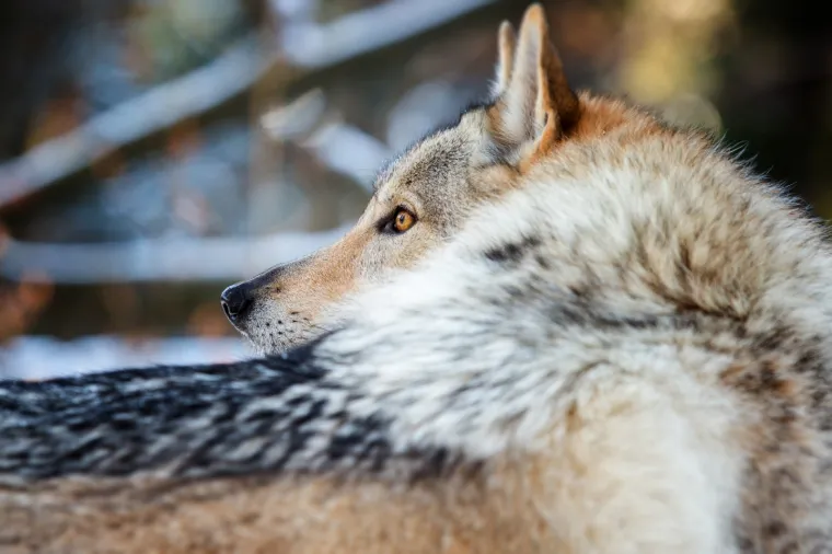 Čehoslovački vučji pas, pasmina nastala križanjem vuka u i njemačkog ovčara. 
Kako bi stvorila super psa za čuvanje granice, dovoljno o&scaron;trog, izdržljivog i otpornog na različite vremenske uvjete tada&scaron;nja čehoslovačka vojska 50-ih godina 20. stoljeća krenula je sa stvaranjem nove pasmine psa, danas poznate pod nazivom čehoslovački vučji pas. 
Prvo leglo psa nastalog križanjem karpatske vučice i njemačkog ovčara nastalo je 1958. godine, a ocem pasmine smatra se Karel Hartl. Vojska ih je koristila do sredine 60-ih kada odustaje od projekta. 
Za opstanak pasmine zaslužni su civilni kinolozi koji su odlučili nastaviti tamo gdje je vojska stala. S tom razlikom da su za razliku od vojske kojoj je bio važan karakter, vi&scaron;e pažnje posvetili standardizaciji izgleda. 
Čehoslovački vučji pas od svih postojećih pasmina pasa, uz &scaron;arlo&scaron;kog vučjeg psa najslicniji je vuku. Izgledom, ali i karakterom.