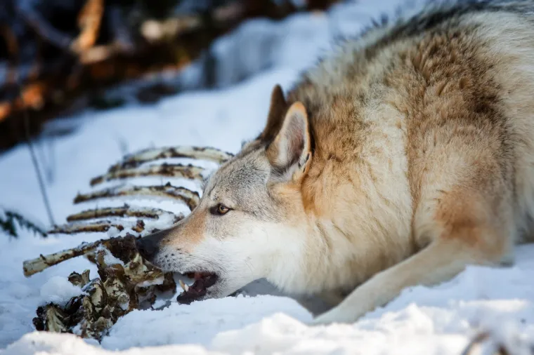 Čehoslovački vučji pas, pasmina nastala križanjem vuka u i njemačkog ovčara. 
Kako bi stvorila super psa za čuvanje granice, dovoljno o&scaron;trog, izdržljivog i otpornog na različite vremenske uvjete tada&scaron;nja čehoslovačka vojska 50-ih godina 20. stoljeća krenula je sa stvaranjem nove pasmine psa, danas poznate pod nazivom čehoslovački vučji pas. 
Prvo leglo psa nastalog križanjem karpatske vučice i njemačkog ovčara nastalo je 1958. godine, a ocem pasmine smatra se Karel Hartl. Vojska ih je koristila do sredine 60-ih kada odustaje od projekta. 
Za opstanak pasmine zaslužni su civilni kinolozi koji su odlučili nastaviti tamo gdje je vojska stala. S tom razlikom da su za razliku od vojske kojoj je bio važan karakter, vi&scaron;e pažnje posvetili standardizaciji izgleda. 
Čehoslovački vučji pas od svih postojećih pasmina pasa, uz &scaron;arlo&scaron;kog vučjeg psa najslicniji je vuku. Izgledom, ali i karakterom.