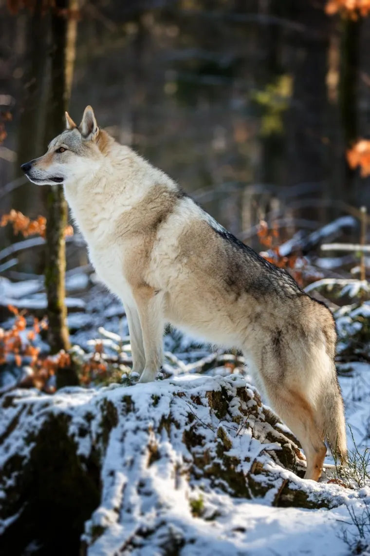 Čehoslovački vučji pas, pasmina nastala križanjem vuka u i njemačkog ovčara. 
Kako bi stvorila super psa za čuvanje granice, dovoljno o&scaron;trog, izdržljivog i otpornog na različite vremenske uvjete tada&scaron;nja čehoslovačka vojska 50-ih godina 20. stoljeća krenula je sa stvaranjem nove pasmine psa, danas poznate pod nazivom čehoslovački vučji pas. 
Prvo leglo psa nastalog križanjem karpatske vučice i njemačkog ovčara nastalo je 1958. godine, a ocem pasmine smatra se Karel Hartl. Vojska ih je koristila do sredine 60-ih kada odustaje od projekta. 
Za opstanak pasmine zaslužni su civilni kinolozi koji su odlučili nastaviti tamo gdje je vojska stala. S tom razlikom da su za razliku od vojske kojoj je bio važan karakter, vi&scaron;e pažnje posvetili standardizaciji izgleda. 
Čehoslovački vučji pas od svih postojećih pasmina pasa, uz &scaron;arlo&scaron;kog vučjeg psa najslicniji je vuku. Izgledom, ali i karakterom.