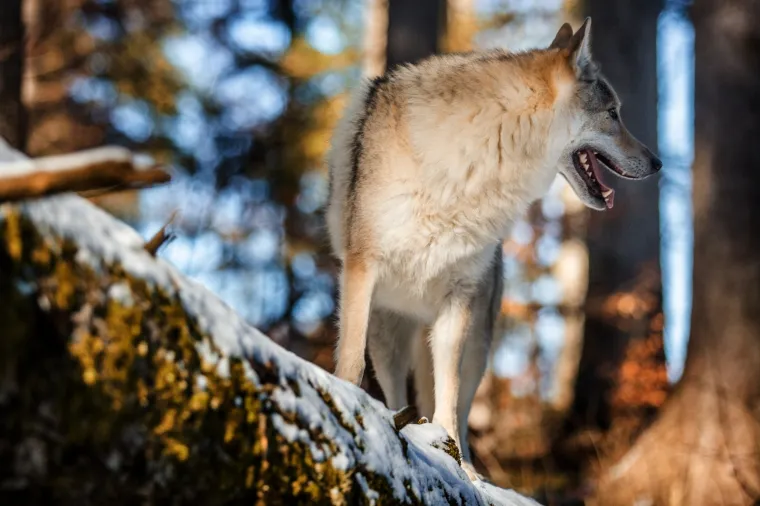 Čehoslovački vučji pas, pasmina nastala križanjem vuka u i njemačkog ovčara. 
Kako bi stvorila super psa za čuvanje granice, dovoljno o&scaron;trog, izdržljivog i otpornog na različite vremenske uvjete tada&scaron;nja čehoslovačka vojska 50-ih godina 20. stoljeća krenula je sa stvaranjem nove pasmine psa, danas poznate pod nazivom čehoslovački vučji pas. 
Prvo leglo psa nastalog križanjem karpatske vučice i njemačkog ovčara nastalo je 1958. godine, a ocem pasmine smatra se Karel Hartl. Vojska ih je koristila do sredine 60-ih kada odustaje od projekta. 
Za opstanak pasmine zaslužni su civilni kinolozi koji su odlučili nastaviti tamo gdje je vojska stala. S tom razlikom da su za razliku od vojske kojoj je bio važan karakter, vi&scaron;e pažnje posvetili standardizaciji izgleda. 
Čehoslovački vučji pas od svih postojećih pasmina pasa, uz &scaron;arlo&scaron;kog vučjeg psa najslicniji je vuku. Izgledom, ali i karakterom.