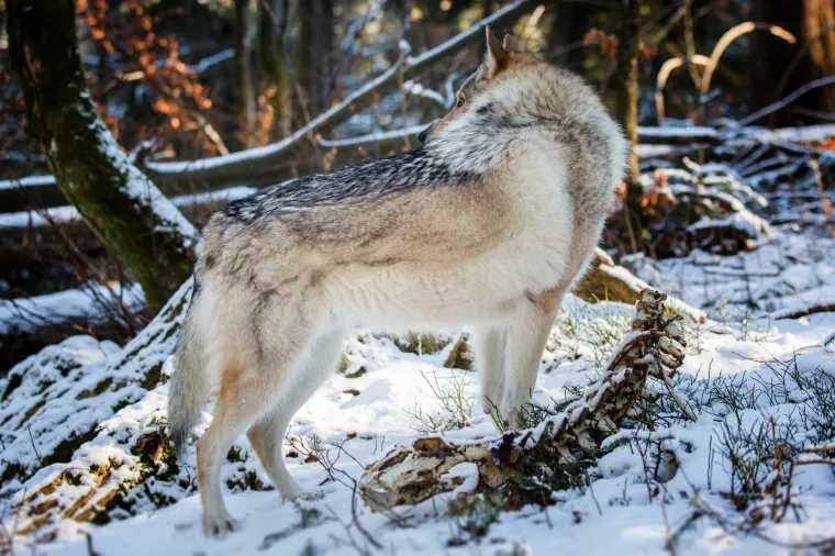 Čehoslovački vučji pas, pasmina nastala križanjem vuka u i njemačkog ovčara. 
Kako bi stvorila super psa za čuvanje granice, dovoljno o&scaron;trog, izdržljivog i otpornog na različite vremenske uvjete tada&scaron;nja čehoslovačka vojska 50-ih godina 20. stoljeća krenula je sa stvaranjem nove pasmine psa, danas poznate pod nazivom čehoslovački vučji pas. 
Prvo leglo psa nastalog križanjem karpatske vučice i njemačkog ovčara nastalo je 1958. godine, a ocem pasmine smatra se Karel Hartl. Vojska ih je koristila do sredine 60-ih kada odustaje od projekta. 
Za opstanak pasmine zaslužni su civilni kinolozi koji su odlučili nastaviti tamo gdje je vojska stala. S tom razlikom da su za razliku od vojske kojoj je bio važan karakter, vi&scaron;e pažnje posvetili standardizaciji izgleda. 
Čehoslovački vučji pas od svih postojećih pasmina pasa, uz &scaron;arlo&scaron;kog vučjeg psa najslicniji je vuku. Izgledom, ali i karakterom.
