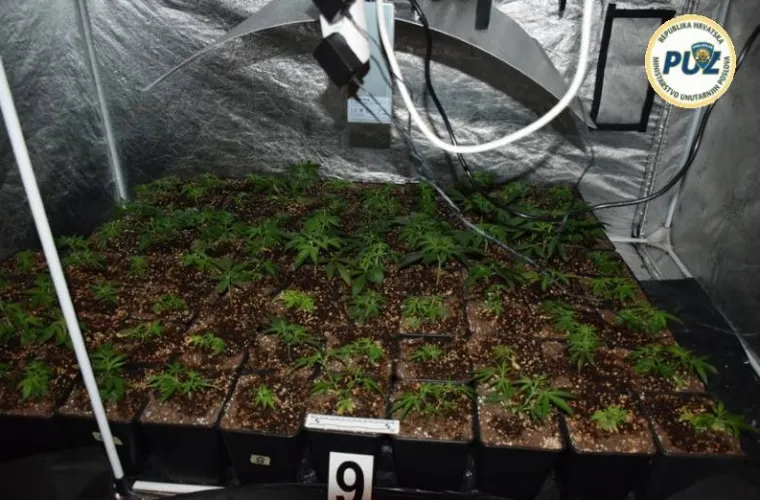 Improvizirani laboratorij u ormaru: U Trnavi pronađeno vi&scaron;e od 200 stabljika konoplje i marihuana