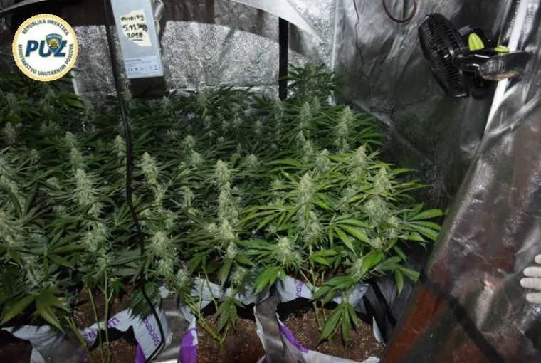 Improvizirani laboratorij u ormaru: U Trnavi pronađeno vi&scaron;e od 200 stabljika konoplje i marihuana