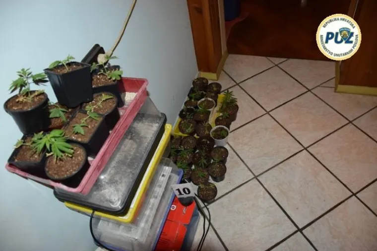 Improvizirani laboratorij u ormaru: U Trnavi pronađeno vi&scaron;e od 200 stabljika konoplje i marihuana