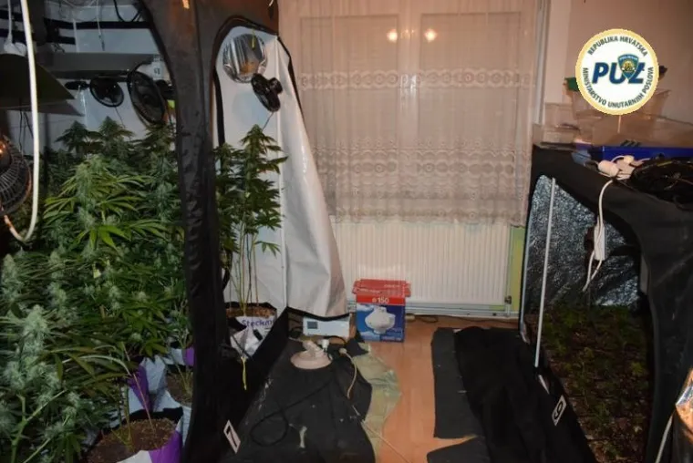 Improvizirani laboratorij u ormaru: U Trnavi pronađeno vi&scaron;e od 200 stabljika konoplje i marihuana