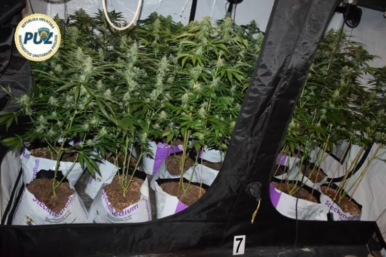 Improvizirani laboratorij u ormaru: U Trnavi pronađeno vi&scaron;e od 200 stabljika konoplje i marihuana