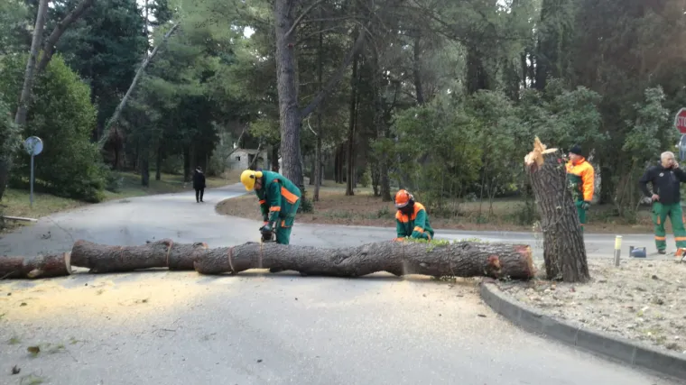 Bude li potrebe, angažirat će se i konji: Na Marjanu krenula sječa 20.000 potkornjakom zaraženih stabala