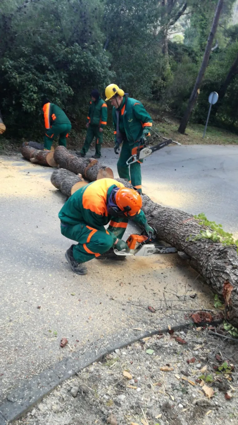 Bude li potrebe, angažirat će se i konji: Na Marjanu krenula sječa 20.000 potkornjakom zaraženih stabala