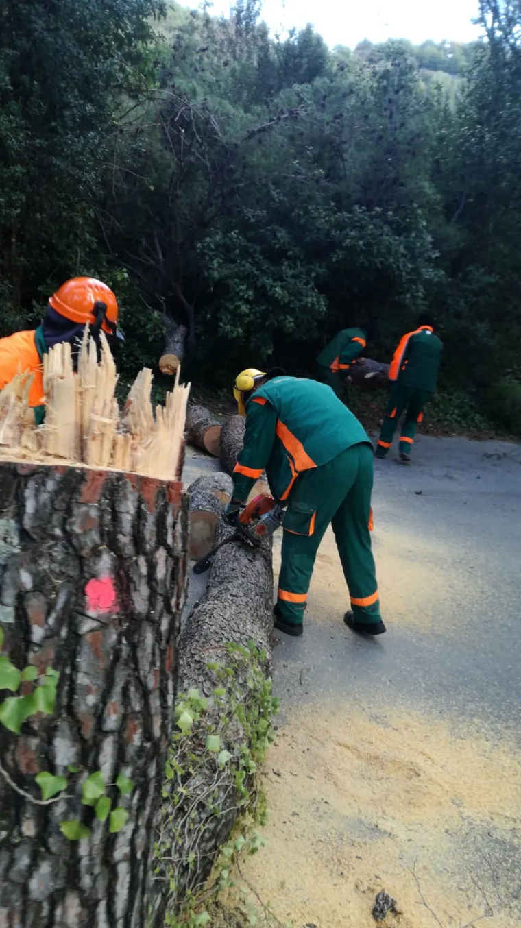 Bude li potrebe, angažirat će se i konji: Na Marjanu krenula sječa 20.000 potkornjakom zaraženih stabala