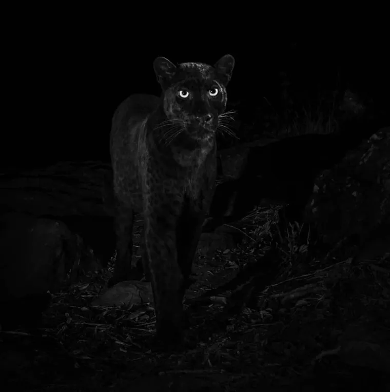 Nakon 100 godina snimljena impresivna mitska životinja, fotograf: 'Ostvario sam svoj san'