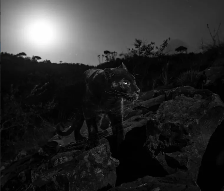 Nakon 100 godina snimljena impresivna mitska životinja, fotograf: 'Ostvario sam svoj san'