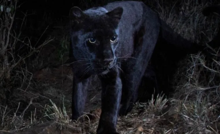 Nakon 100 godina snimljena impresivna mitska životinja, fotograf: 'Ostvario sam svoj san'