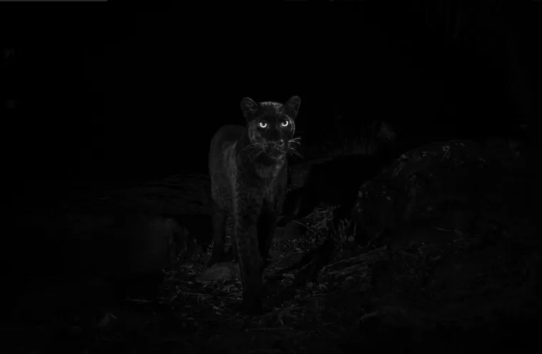 Nakon 100 godina snimljena impresivna mitska životinja, fotograf: 'Ostvario sam svoj san'