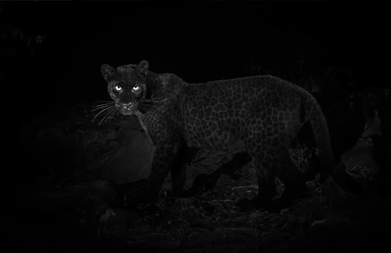 Nakon 100 godina snimljena impresivna mitska životinja, fotograf: 'Ostvario sam svoj san'