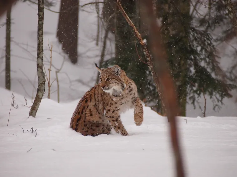 Kreće realizacija projekta vrijednog oko 8 milijuna kuna: Vuk, medo i ris dobivaju multimedijalni centar