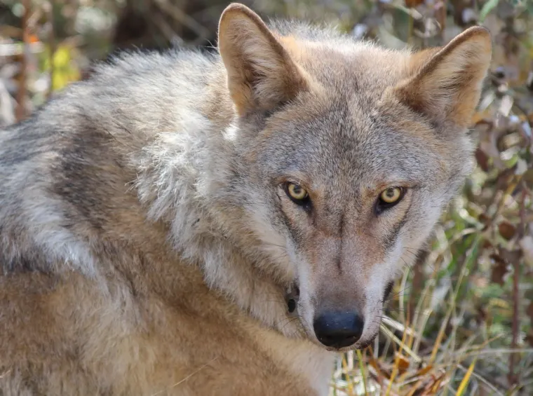 Kreće realizacija projekta vrijednog oko 8 milijuna kuna: Vuk, medo i ris dobivaju multimedijalni centar