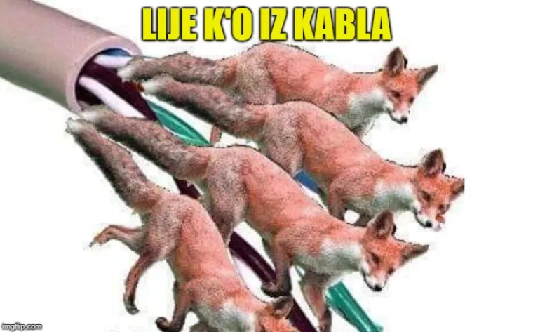 'Bremen' je Srbin, a 'Herpes' gospodin pas: 15 urnebesnih značenja hrvatskih riječi koje zapravo to ne znače