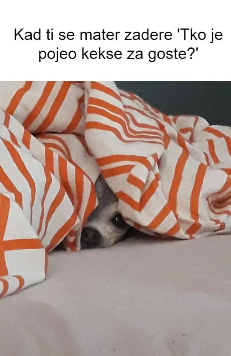 Inspirirali ste nas! 20 najjačih mema koje smo napravili od va&scaron;ih kućnih ljubimaca