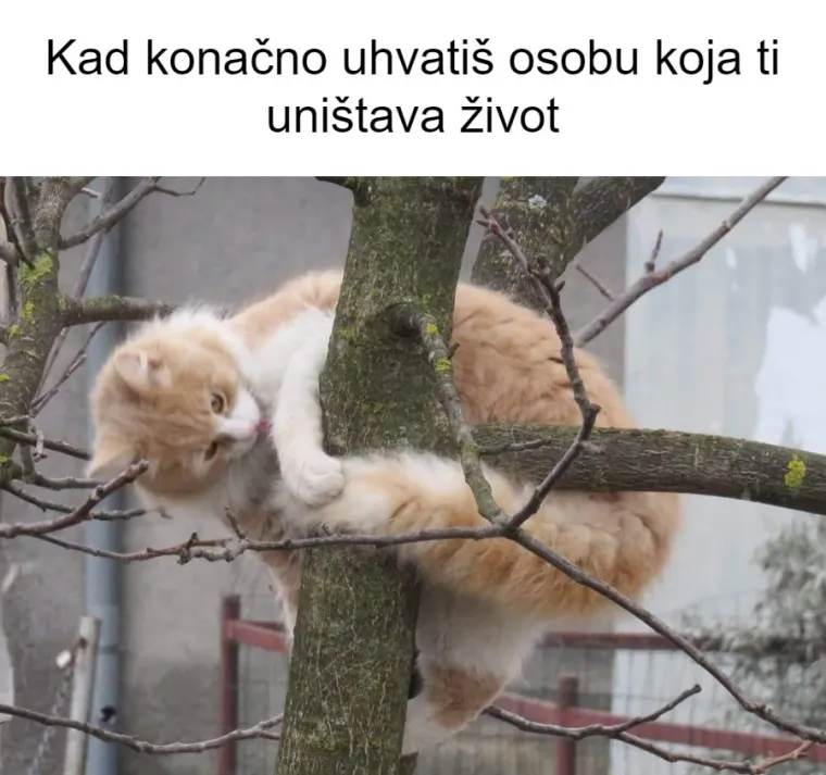 Inspirirali ste nas! 20 najjačih mema koje smo napravili od va&scaron;ih kućnih ljubimaca