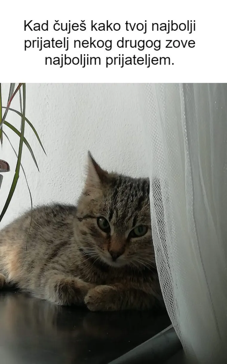 Inspirirali ste nas! 20 najjačih mema koje smo napravili od va&scaron;ih kućnih ljubimaca