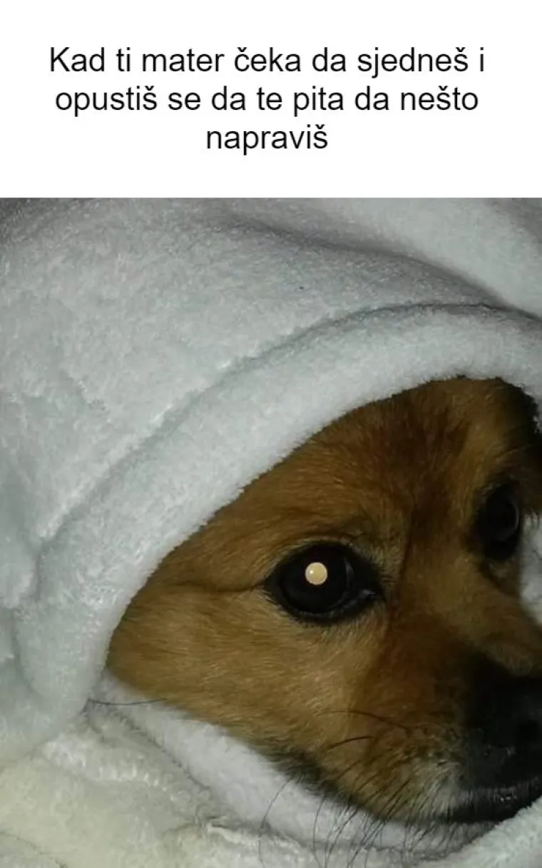 Inspirirali ste nas! 20 najjačih mema koje smo napravili od va&scaron;ih kućnih ljubimaca