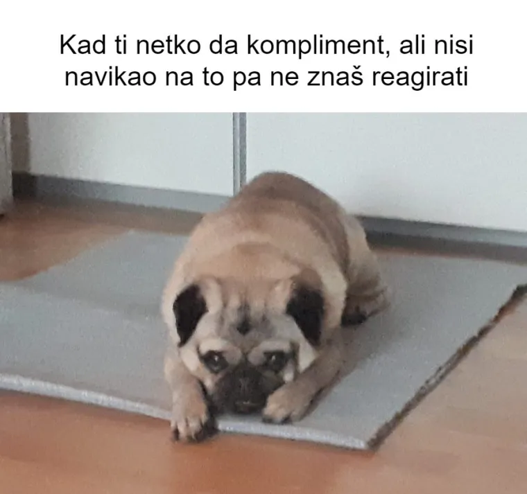 Inspirirali ste nas! 20 najjačih mema koje smo napravili od va&scaron;ih kućnih ljubimaca