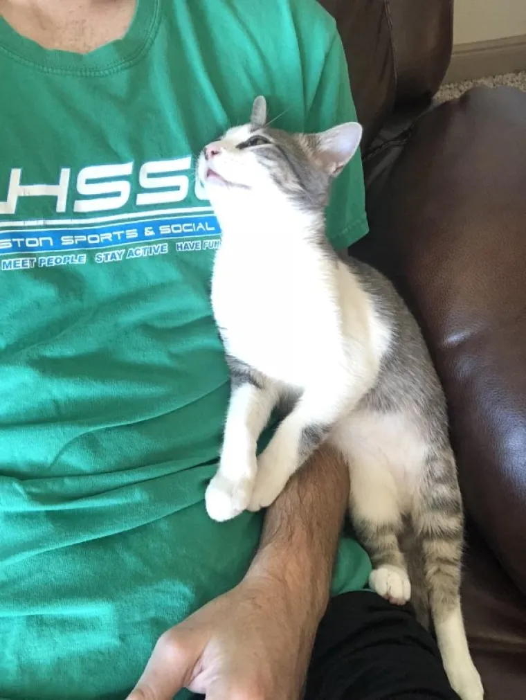 NAĐITE NEKOG TKO ĆE VAS GLEDATI KAO OVE MACE SVOJE LJUDE: A čak niti ne drže nikakav komad hrane...