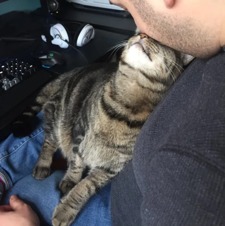 NAĐITE NEKOG TKO ĆE VAS GLEDATI KAO OVE MACE SVOJE LJUDE: A čak niti ne drže nikakav komad hrane...