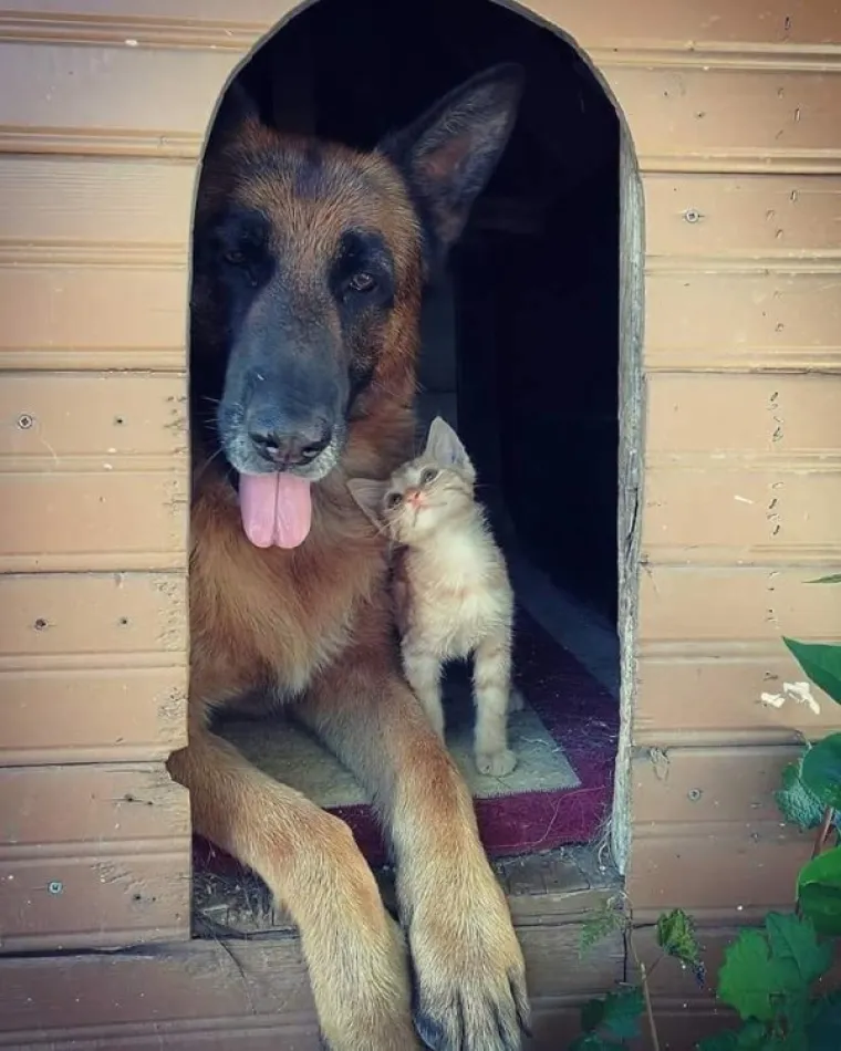 NAĐITE NEKOG TKO ĆE VAS GLEDATI KAO OVE MACE SVOJE LJUDE: A čak niti ne drže nikakav komad hrane...