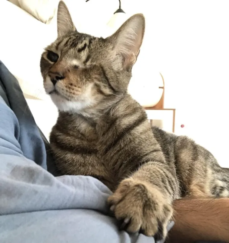 NAĐITE NEKOG TKO ĆE VAS GLEDATI KAO OVE MACE SVOJE LJUDE: A čak niti ne drže nikakav komad hrane...